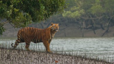 Sundarbans