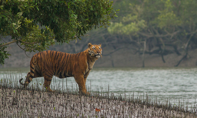 Sundarbans