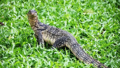 Monitor Lizard