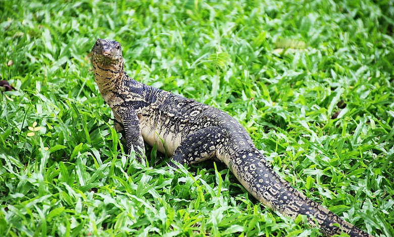 Monitor Lizard