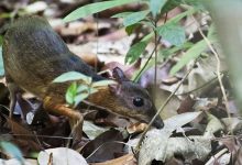 Mouse Deer