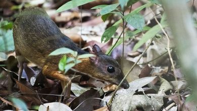 Mouse Deer