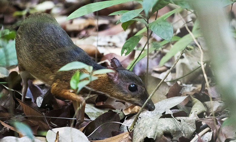 Mouse Deer