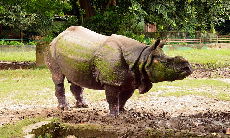 Rhinoceros