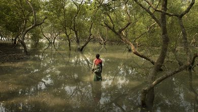 Sundarbans