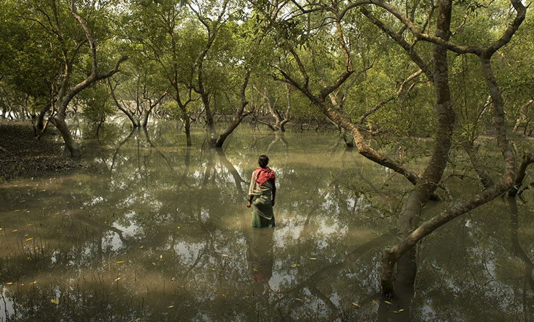 Sundarbans