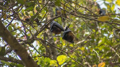 Bat