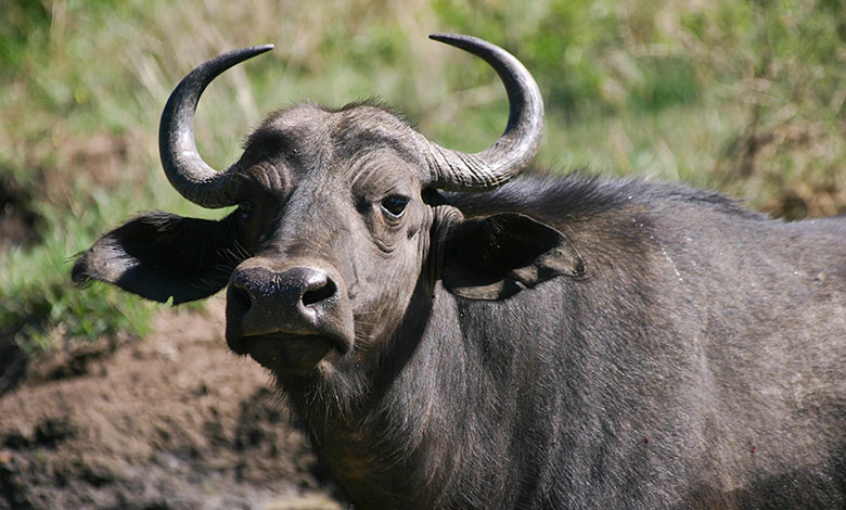 Buffalo