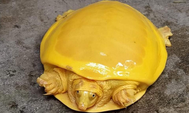 Turtle