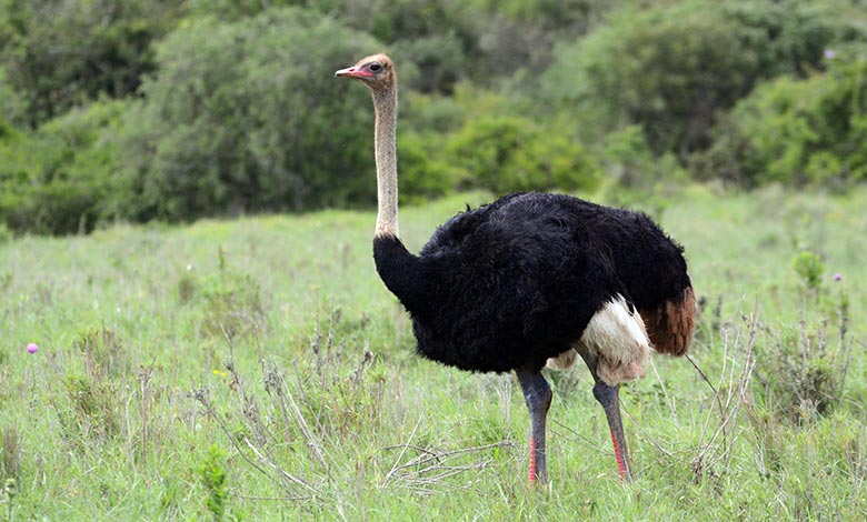 Ostrich