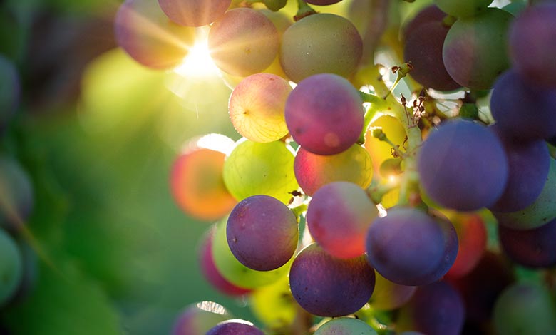 Grapes