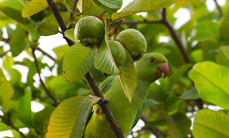 Guava