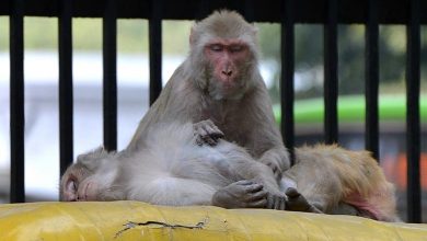 Monkey