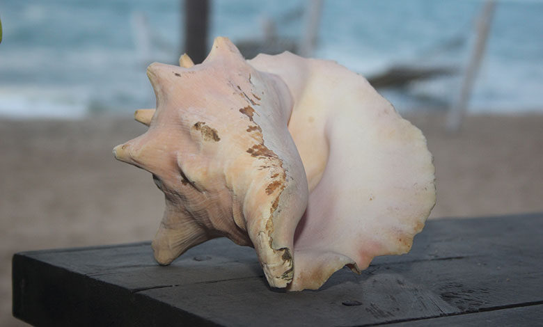 Conch Shell