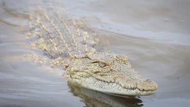 Crocodile