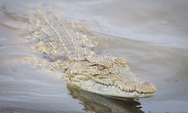 Crocodile