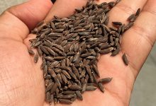 Kalanamak Rice