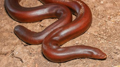 Red Sand Boa Snake