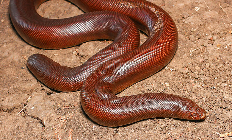 Red Sand Boa Snake