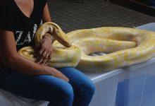 Python