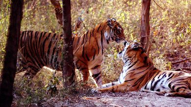 Dudhwa National Park