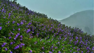 Neelakurinji