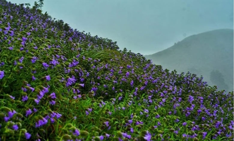 Neelakurinji