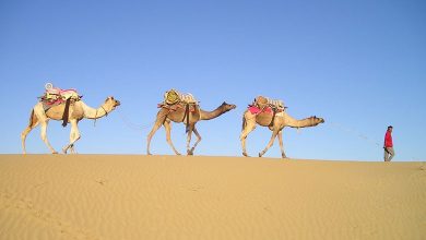 Camel