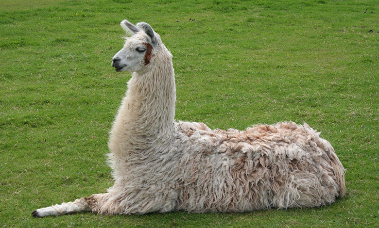 Llama