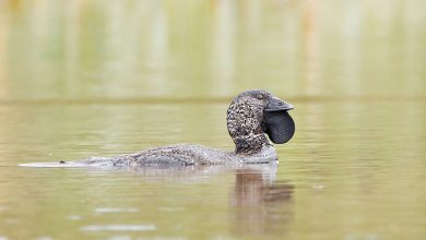 Musk Duck