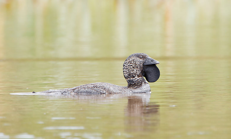 Musk Duck