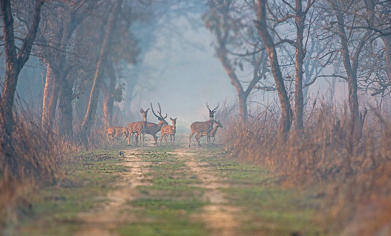 Dudhwa National Park