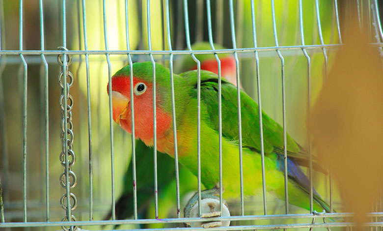 Parrot