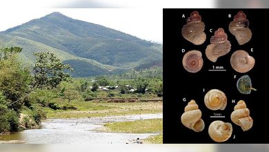 Georissa mawsmaiensis