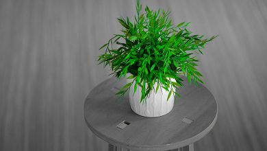 Plant