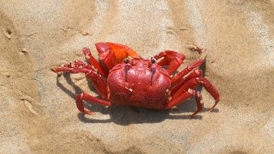 Crab