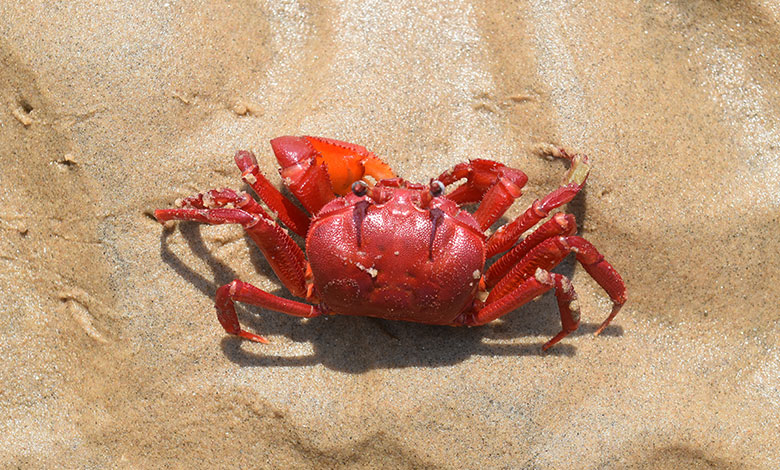 Crab