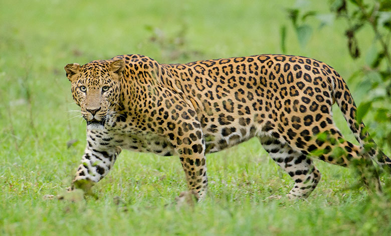 Leopard