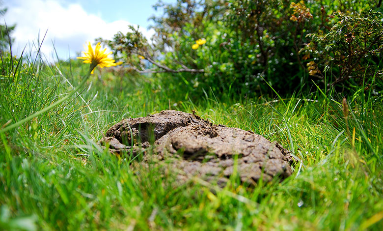 Cow Dung