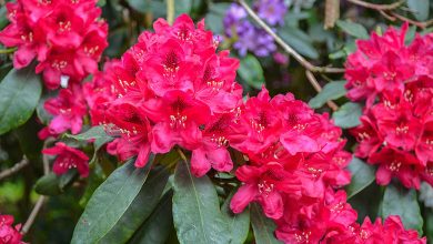 Rhododendron Arboreum