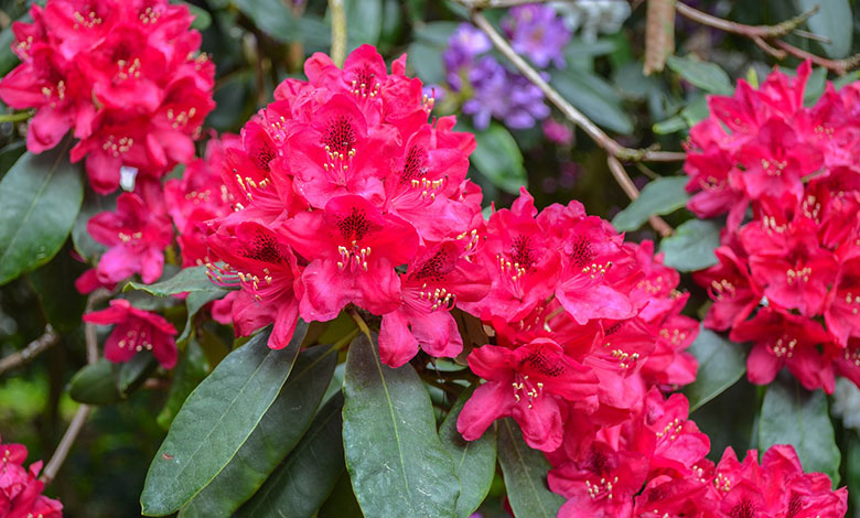 Rhododendron Arboreum