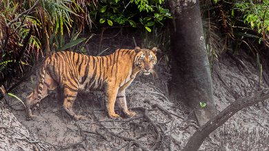 Sundarbans