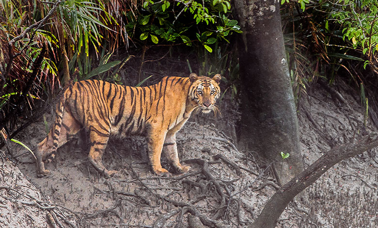 Sundarbans