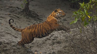 Sundarbans