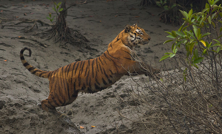 Sundarbans