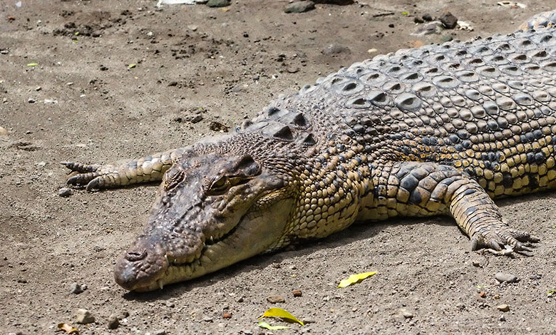 Crocodile