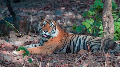 Ranthambore National Park