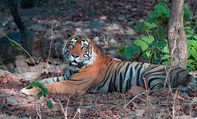 Ranthambore National Park