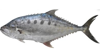 Scomberoides Pelagicus