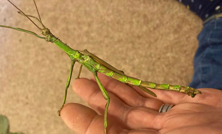 Stick Insect